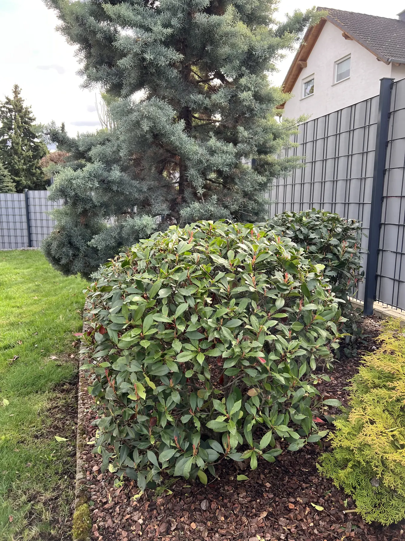 Gepflegtes Beet mit geschnittenen Sträuchern und Mulch