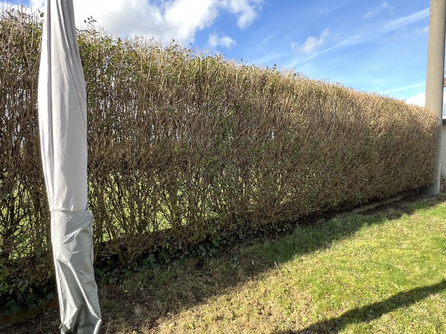 Gerade geschnittene, dichte Hecke